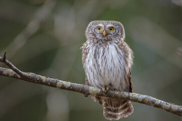 Eurasian Pigmy Owl in a fir grove in spring 