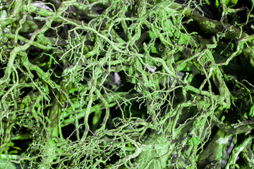 View of chaotic interweaving of roots. The roots of the bush are painted in different colors, view from above. View of the lump of roots of the bush in different colors.