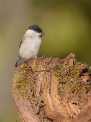 The marsh tit - at a wet forest in autumn