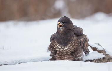 Common Buzzard in winter at a wet forest