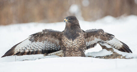 Common Buzzard in winter at a wet forest