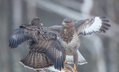 Common Buzzard in winter at a wet forest