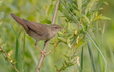 River Warbler - near the nesting place in summer