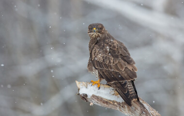 Common Buzzard in winter at a wet forest
