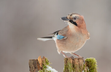 Eurasian Jay - in winter at the wet forest