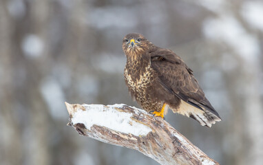 Common Buzzard in winter at a wet forest