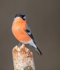 Eurasian Bullfinch - male at a wet forest in spring
