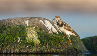 Ruddy Turnstone -  at the sea shore on autumn migration way