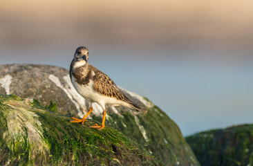 Ruddy Turnstone -  at the sea shore on autumn migration way