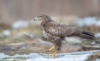 Common Buzzard in winter at a wet forest