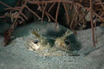 CROCODILE FISH. Photo was taken in North Sulawesi, island Bangka, Indonesia