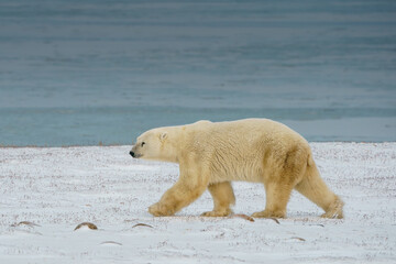 Solitary  endangered polar bear walking on the snow in Churchill Manitoba Canada