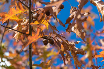 Close-up low angle view of ripe brown  acorn fruits hanging on branch of oak tree with autumn leaf coloured foliage in a sunny day. Soft focus. Fall season ornamental plants theme.