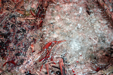 Fototapeta premium A colorful fantasy on the theme of a splash of clear water illuminated by the sun. The water splashes against the background of grass and stones, chaotically painted in different colors.