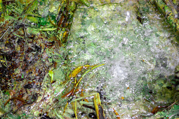 A colorful fantasy on the theme of a splash of clear water illuminated by the sun. The water splashes against the background of grass and stones, chaotically painted in different colors.