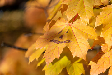 Close-up view of yellow maple leaf with painted Jack O' lantern face hanging on maple tree branch in a sunny autumn day. Soft focus. Indian summer. Creative Halloween holiday decorations theme.