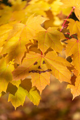 Close-up view of yellow maple leaf with painted Jack O' lantern face hanging on maple tree branch in a sunny autumn day. Soft focus. Indian summer. Creative Halloween holiday decorations theme.