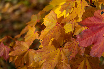 Close-up view of orange and red coloured maple leaves on tree branches in a sunny autumn day. Abstract fall season background. Soft focus. Copy space. Beauty in nature theme.