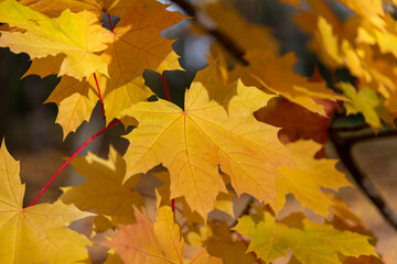 Close-up view of orange coloured maple leaves on tree branches in a sunny autumn day. Abstract fall season background. Soft focus. Copy space. Beauty in nature theme.