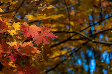 Close-up view of orange and red coloured maple leaves on tree branches in a sunny autumn day. Abstract fall season background. Soft focus. Copy space. Beauty in nature theme.