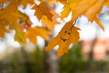 Close-up view of orange maple leaf with painted smiling face hanging on maple tree branch in a...