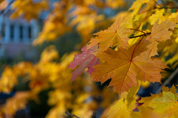 Close-up view of orange coloured maple leaves on tree branches in a sunny autumn day. Abstract fall season background. Soft focus. Copy space. Beauty in nature theme.
