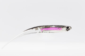 Fishing accessories, a silicon soft bait spinner bait lure simulates a little fish swimming