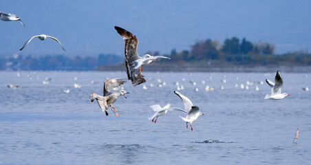Flock of Seagulls Flying Over Blue Sky. A group of seagulls soaring mid-air with one holding a fish in its beak, against a clear blue sky background...