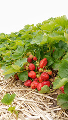 Lush Field of Fresh Ripe Strawberries Ready for Harvest in the Warm Summer Sunlight