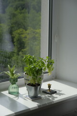 basil grows on the window