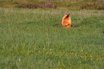 A marmot out of his underground burrow and looking around