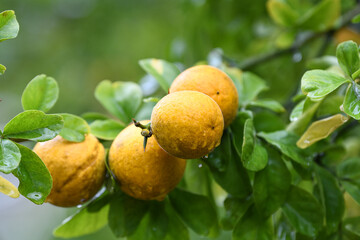 Autumn Lemons