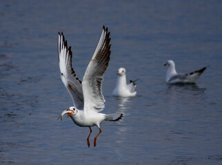 Seagull Catching Fish Mid-Flight Over Water. A seagull captured mid-flight holding a fish in its beak, skimming the water's surface with blurred birds in the background...
