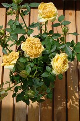 yellow roses on a wooden table