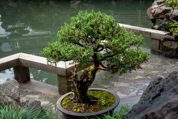 The Bonsai Tree in Yu Garden, Shanghai