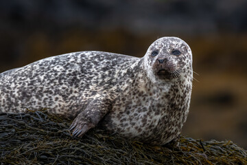 Relaxing Common Seal/Harbor Seal (Phoca Vitulina) At The Atlantic Coast Of The Isle Of Skye Near Dunvegan In Scotland, UK