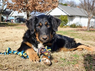 Fototapeta premium portrait of a black and brown dog lying in the grass looking at the camera with toys 