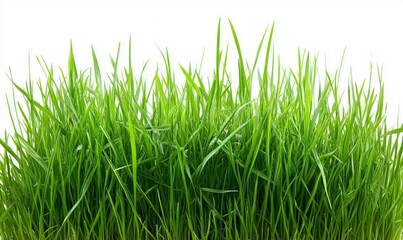 Fresh green grass, Green grass field on white background