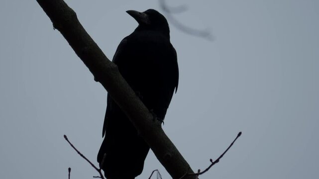 A dark silhouette of a crow elegantly perched upon a branch against the evening sky