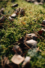 moss in autumn sunny forest