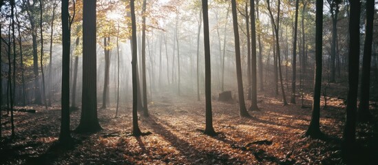 Sunlight Filtering Through Foggy Forest with Tall Trees