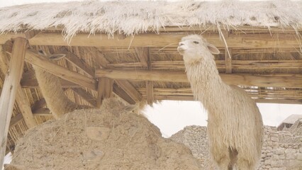 animal, goat, donkey, mammal, nature, farm, wild, wildlife, mountain, animals, brown, baby, israel,...