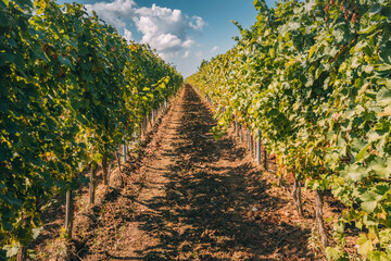 Rural field showcasing rows of grapes growing in the countryside, highlighting the beauty of...