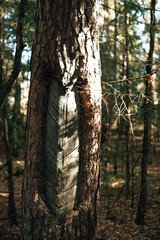 Obraz premium pine bark texture close up