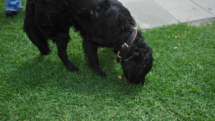 A black labrador dog sniffs the grass in an urban park setting with concrete tiles and a person's legs visible in the background.
