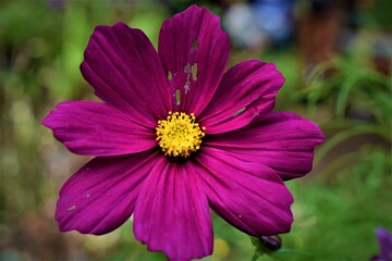 Obraz premium flower in the garden