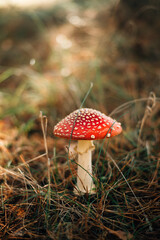 Toxic and hallucinogen mushroom Fly Agaric in grass on autumn forest