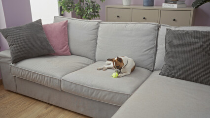 A small dog playing with a toy on a comfortable sofa in a cozy living room filled with pillows and decor.