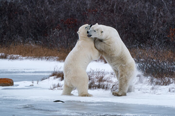 2 polar bears playing or sparring on the ice in Churchill Manitoba Canada