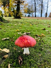 Fly agaric in the autumn forest